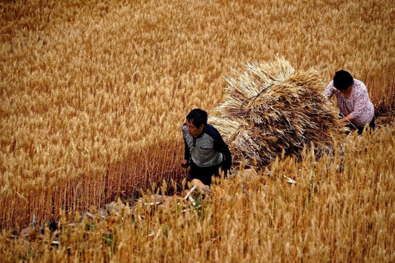 Китай в 2024 году сохранит рекордные темпы импорта зерновых и масличных